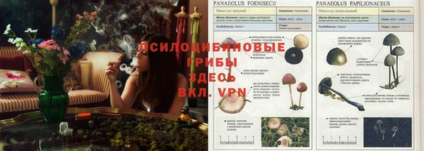 PSILOCYBIN Аркадак